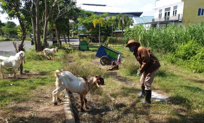 Photo of Sambut Idul Adha, DKPP Kota Kediri Gelar Pemeriksaan Rutin Hewan Ternak