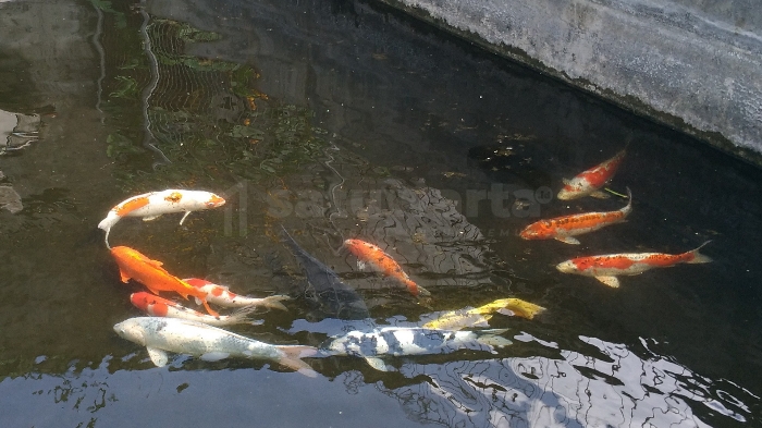 Photo of Medis Prioritas Utama, Pembudidaya Ikan Hias Kelimpungan Cari Oksigen