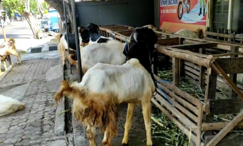 Photo of Omzet-Penjualan Hewan Kurban Menurun Drastis