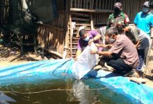 Photo of Support Budidaya Ikan Hias Gayam, Wali Kota Kediri Bagikan 10 Ribu Benih Ikan Koi
