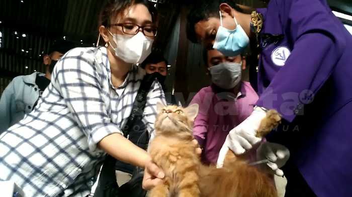 Photo of Momen Hari Hak Asasi Hewan, DKPP kota Kediri Obati Kucing – Kucing Liar Sakit