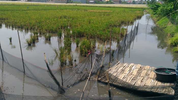 Photo of Pengembangan Mina Padi Lebih Ideal di Lahan Seperti Ini