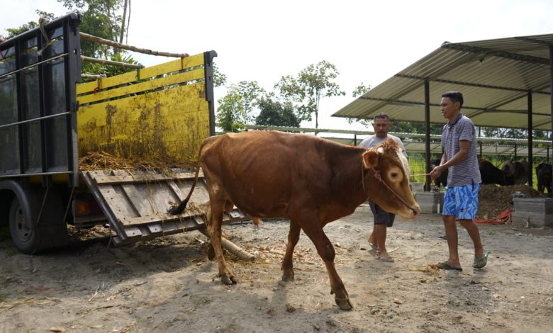 Photo of Terima 1000 Ekor Sapi, Mas Dhito Dorong Peternak Diversifikasi Produk