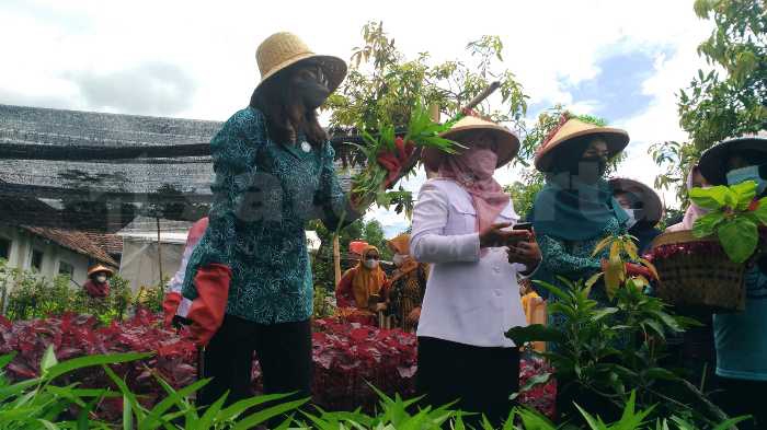 Photo of Lengkapi Kebutuhan Gizi Keluarga, Bisa Didapat Dari Pekarangan Sendiri