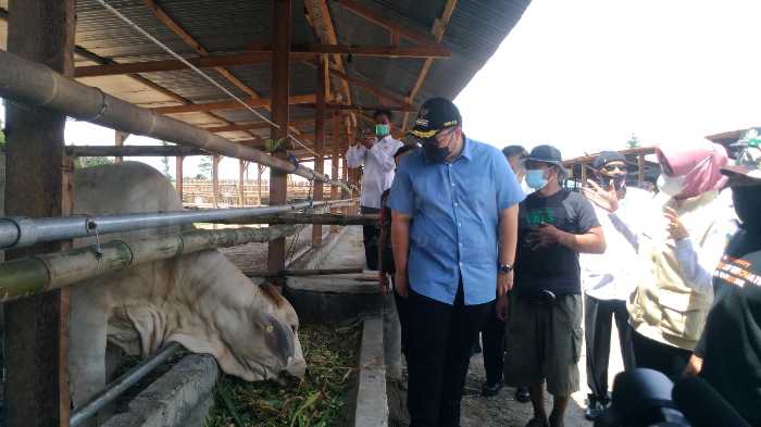 Photo of Bertahap Benahi Manajemen Pengembangbiakan dan Penggemukan