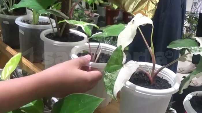 Photo of Varigata Jadi Idola, Hobi Tanaman Hias Kembali Jadi Tren&nbsp;