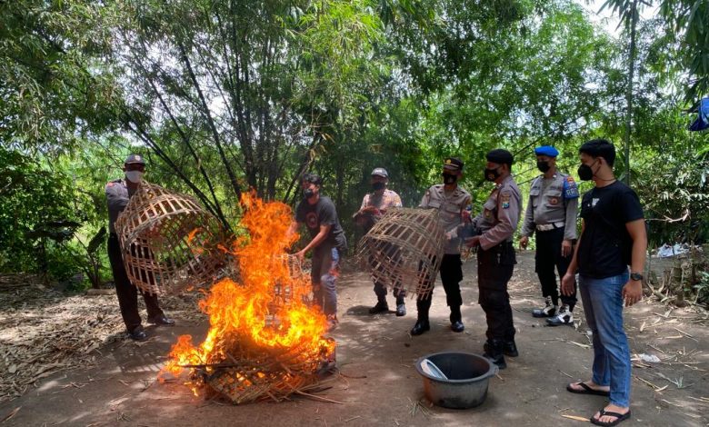 Photo of 2 Arena Sabung Ayam Dibubarkan, Barang Bukti Dibakar di Tempat