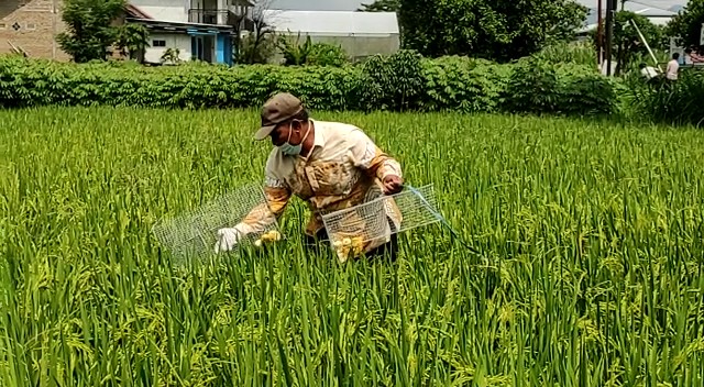 Photo of Lawan Hama Tikus dan Jamur, Petani Manfaatkan Bahan Organik