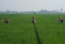 Photo of Catatkan Rekor  MURI Dengan Bantu Petani Lawan Hama Wereng