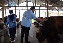 Photo of Bupati Kediri Ketati Lalin Ternak dari Daerah Terinfeksi PMK ke Kab Kediri