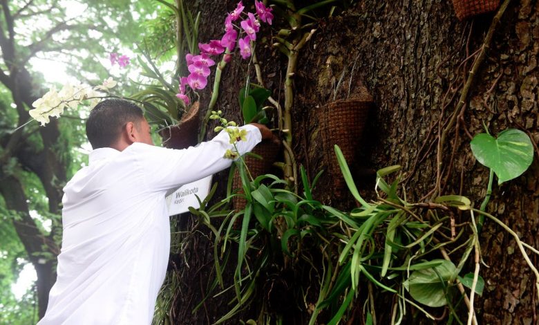 Photo of Hutan Kota Joyoboyo Anggrek Jadi Tempat Konservasi Anggrek