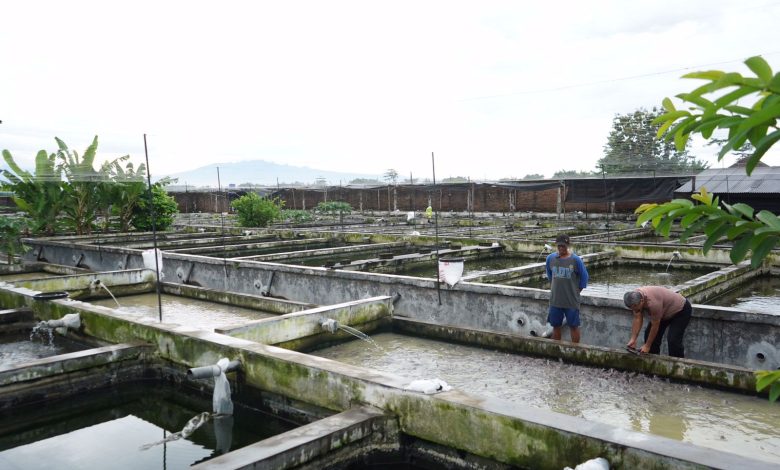 Photo of Produksi Meningkat, Pemkab Kediri Bakal Gelar Kontes Lele