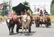 Photo of Parade Cikar 2023 Bisa Angkat Popularitas Sapi Lokal