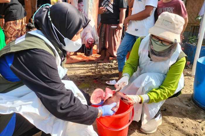 Photo of Temukan Cacing Hati di Hewan Kurban, DKPP Minta Masyarakat Lakukan Ini