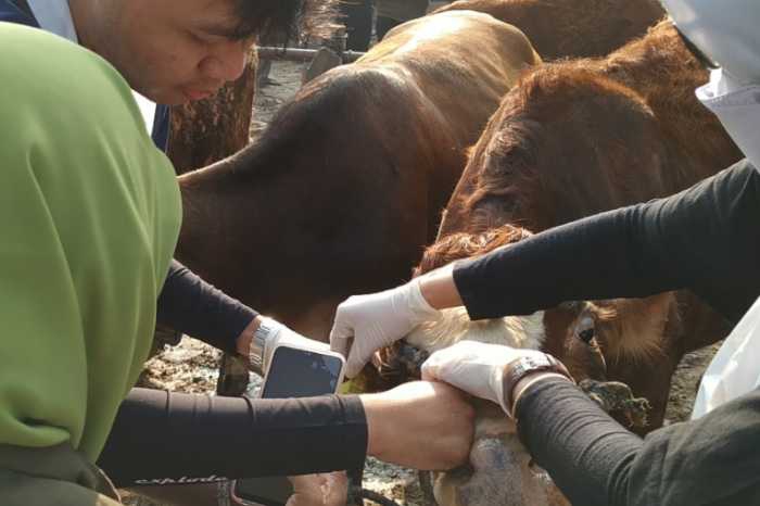 Photo of Pantau Kesehatan Hewan Ternak di Pasar Hewan, DKPP Ingatkan Pentingnya SKKH