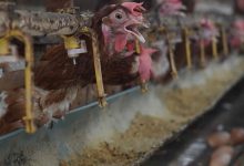 Photo of Pemkab Kediri Salurkan 31.041 Ton Jagung bagi Peternak Ayam Petelur