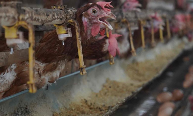 Photo of Pemkab Kediri Salurkan 31.041 Ton Jagung bagi Peternak Ayam Petelur