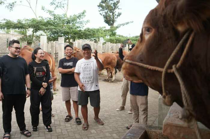Photo of Mas Dhito Bareng Mbak Cicha Kurban Empat Ekor Sapi Jumbo