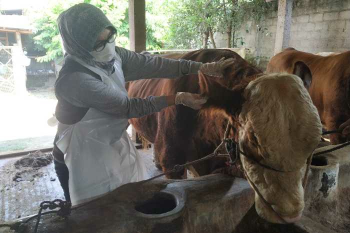 Photo of Sambut Idul Adha, DKPP Kabupaten Kediri Pastikan Kesehatan – Ketersediaan Hewan Kurban