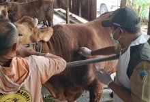 Photo of Idul Adha Makin Dekat, DKPP Ingatkan Fungsi Penting Vaksinasi PMK