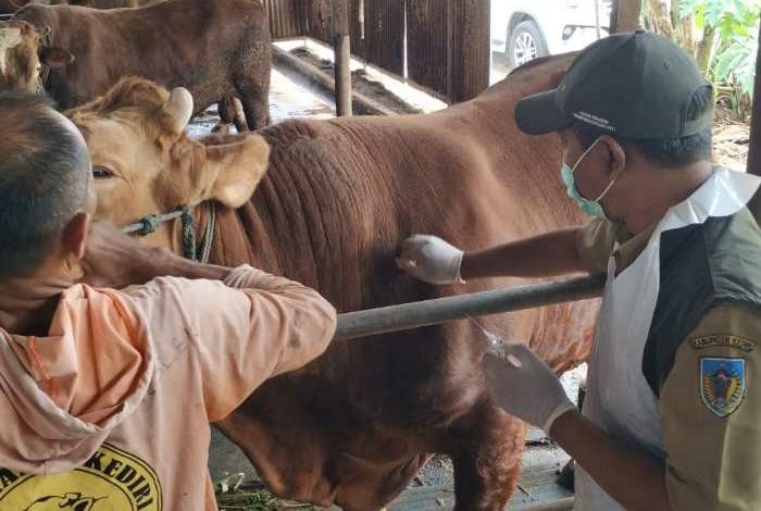 Photo of Idul Adha Makin Dekat, DKPP Ingatkan Fungsi Penting Vaksinasi PMK