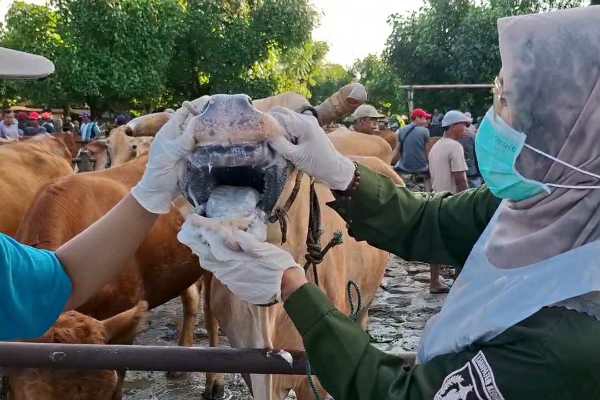 Photo of Lonjakan Kasus PMK di Kabupaten Kediri, DKPP Intensifkan Pengawasan Pasar Hewan