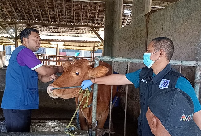 Photo of Antisipasi Penyebaran Kasus PMK di Kota Kediri, DKPP Gencarkan Vaksinasi