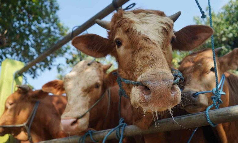 Photo of Peternak Diminta Tak Lena Soal PMK Meski Pasar Hewan Dibuka