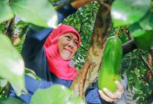 Photo of Keunikan Alpukat Kelud Asli Kediri Pikat Perhatian Gubernur Khofifah