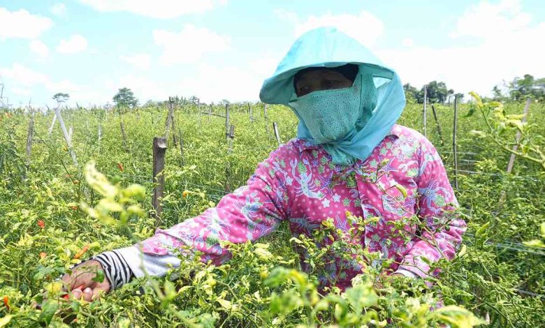 Photo of Awal Ramadan, Harga Cabai Melonjak Tembus Rp100 Ribu di Kabupaten Kediri