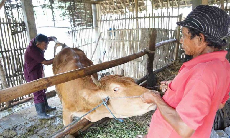 Photo of Vaksinasi PMK Tahap Kedua di Kabupaten Kediri Capai 45 Persen