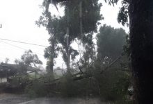 Photo of Angin Kencang Tumbangkan Pohon Cemara di Desa Adan-Adan Kediri, Tewaskan 1 Orang
