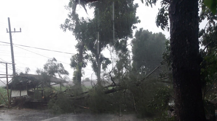 Photo of Angin Kencang Tumbangkan Pohon Cemara di Desa Adan-Adan Kediri, Tewaskan 1 Orang