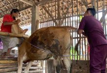 Photo of Nihil Kasus, Pemkab Kediri Pertahankan Zero Case Kasus PMK Jelang Idul Adha