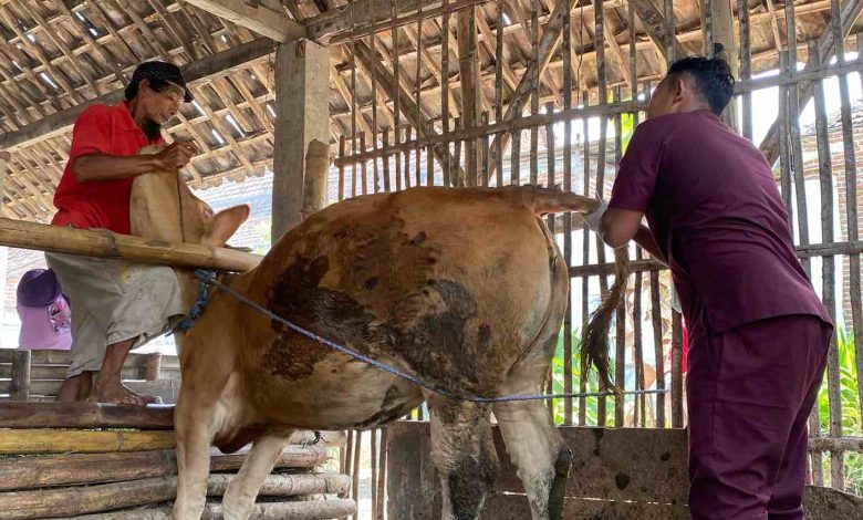 Photo of Nihil Kasus, Pemkab Kediri Pertahankan Zero Case Kasus PMK Jelang Idul Adha