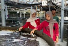 Photo of Tingkatkan Budidaya Ikan Nila, Tim MMD-DM UB 2025 Dampingi Ori Fish Bangsri Kabupaten Blitar