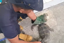 Photo of Detik-Detik Biawak Jumbo Keluar dari Gorong-Gorong dan Menerobos Toko di Pare