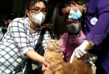 Photo of Momen Hari Hak Asasi Hewan, DKPP kota Kediri Obati Kucing – Kucing Liar Sakit