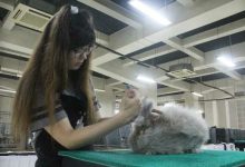 Photo of DKPP Kabupaten Kediri – K3 Hadirkan Kediri Rabbit Show 2023, Gandeng Juri Internasional