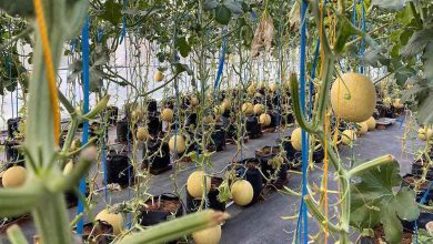 Photo of Wisata Petik Buah Melon Green House Sebagai Wujud Potensi Sumber Daya di Kediri
