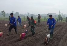 Photo of TMMD ke-127 Turut Fokus pada Pertanian: Jagung Jadi Harapan Ekonomi Desa