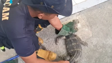 Photo of Detik-Detik Biawak Jumbo Keluar dari Gorong-Gorong dan Menerobos Toko di Pare